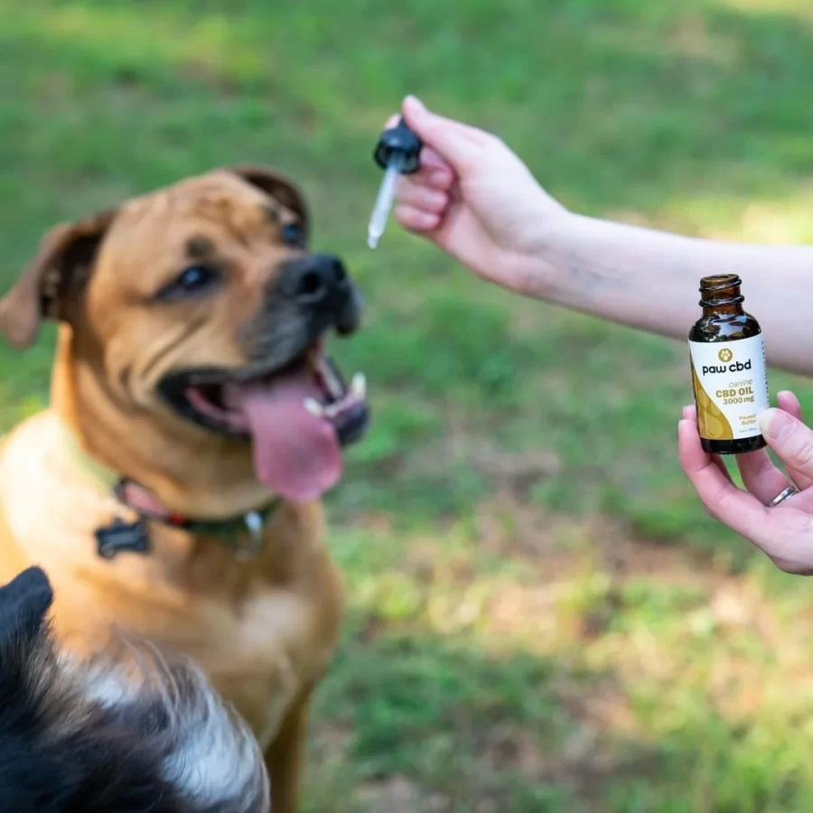 Promoting CBD Oil for Dogs: A Canine Health Advocate