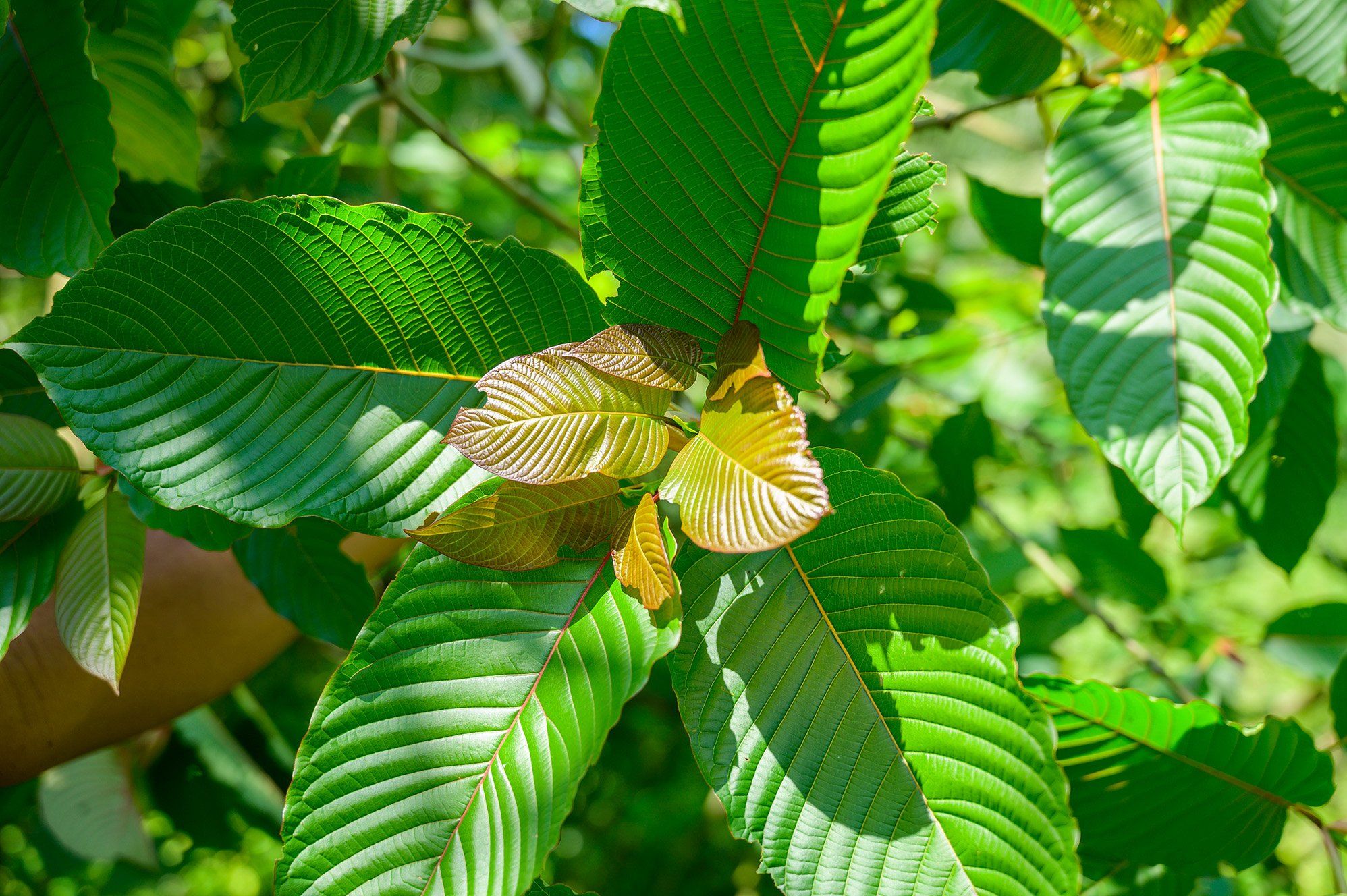 Benefits of Ordering Kratom Online from Reputable Sources