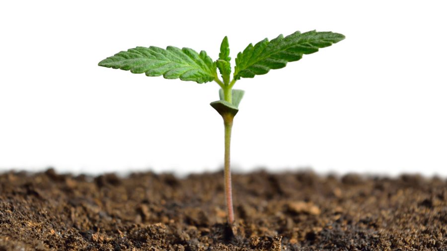 Grow your wellness routine with cannabis seeds