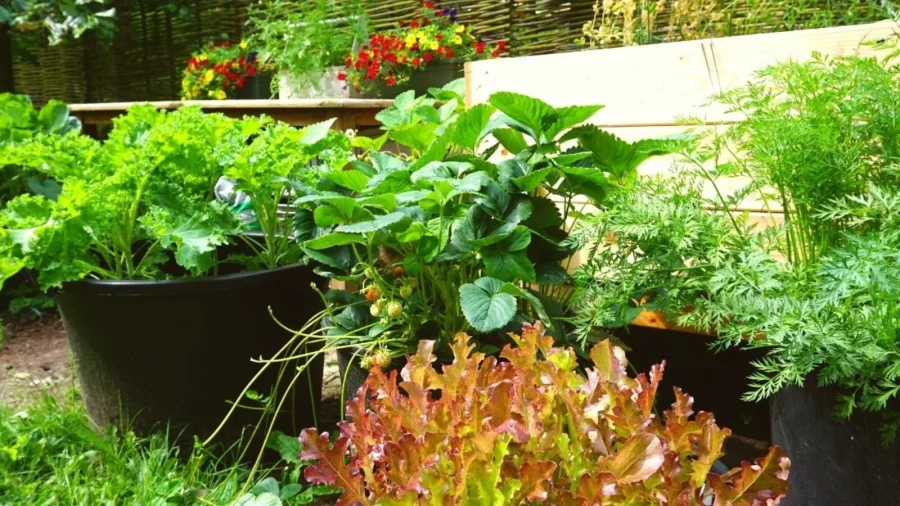 Gardening in Containers: Tips for Growing Plants in Limited Spaces